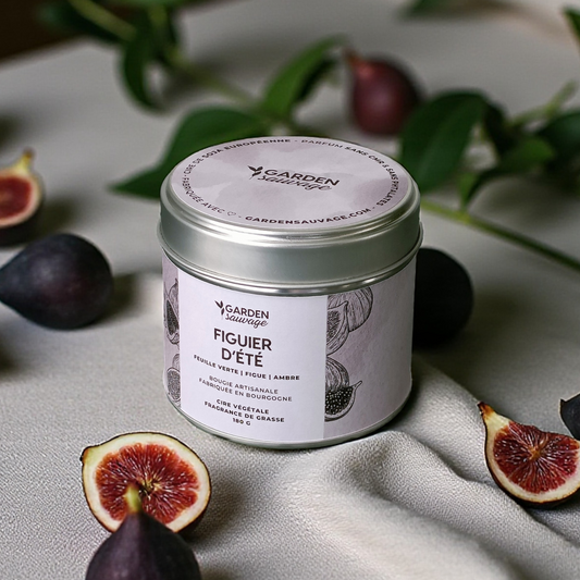 Bougie Figuier d'été