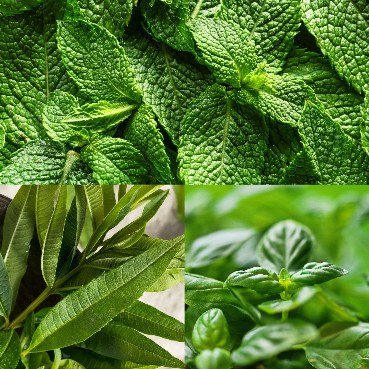 Bougie - Le potager aromatique